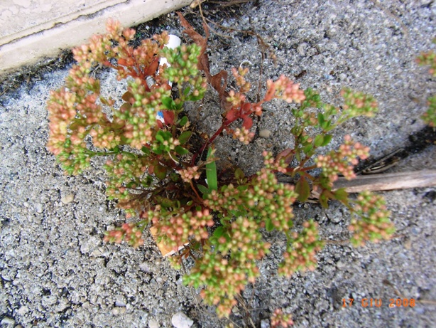 marciapiede - Polycarpon tetraphyllum sl.